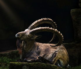 世界上最变态的鹰世界上最凶猛的鹰类