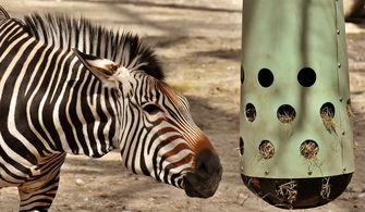 世界上最吓人的斑马，世界上跑的最快的斑马