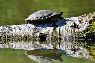 世界上最怪异的乌龟，世界上最怪异的乌龟品种