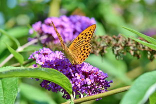 食用昆虫十大排名,食用昆虫十大排名图片